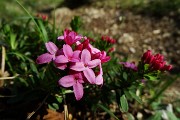 71 Dafne odorosa (Daphne cneorum) in fiore e in bocciolo!